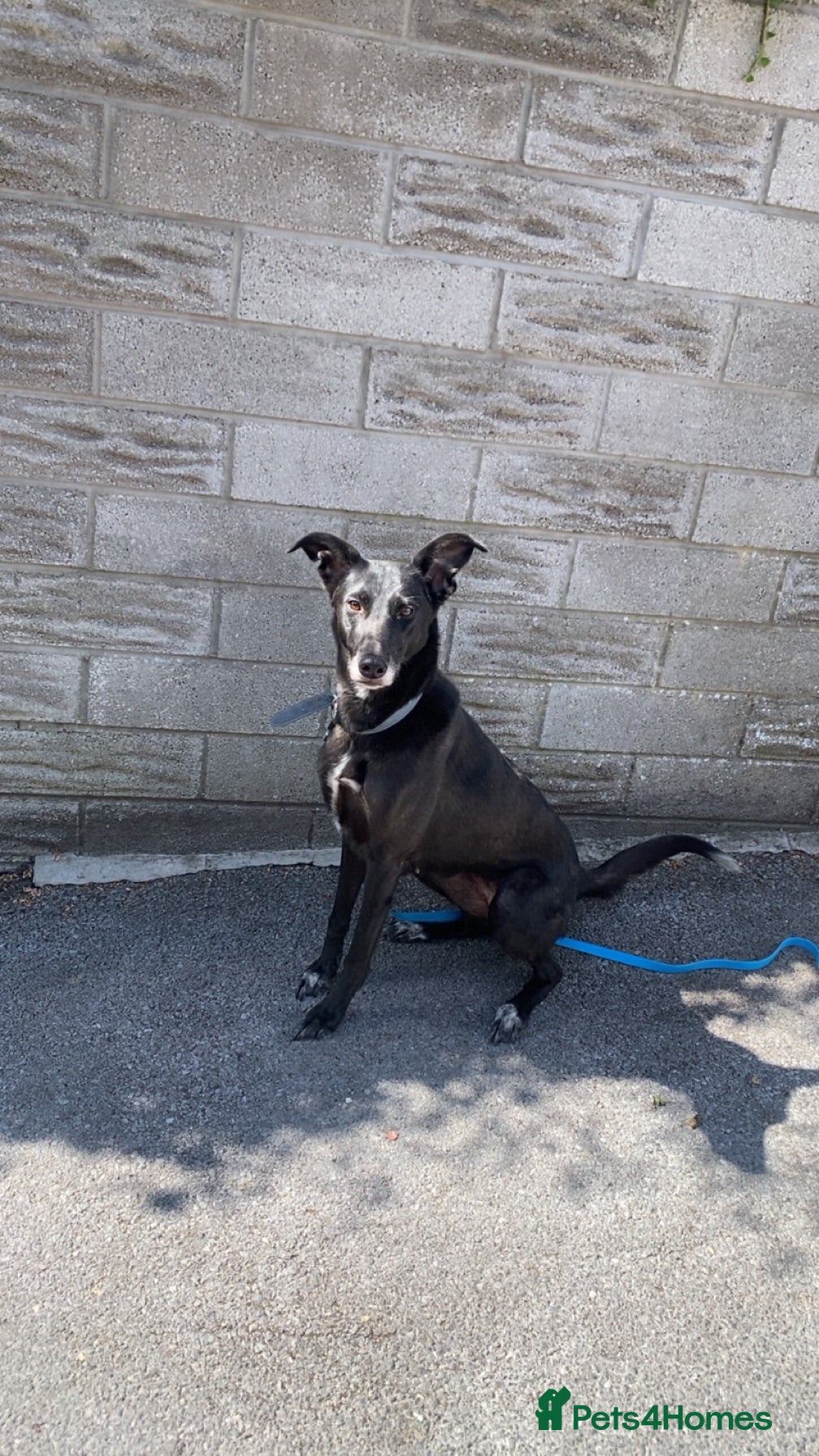 Mixed Breed dogs  3yr Lurcher x German Shepherd Forever Home Needed - Advert 1