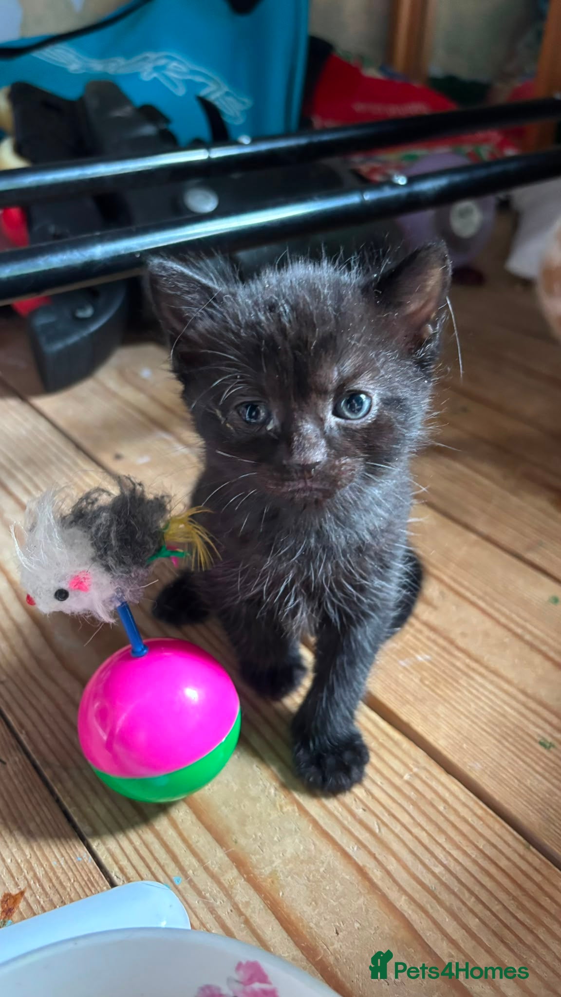 British Shorthair cats for sale: 4 mixed British shorthair gorgeous kittens - Advert 12