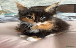 Maine Coon cats for sale: Ginger / tri colour pure Maine coon kittens  - Image 13