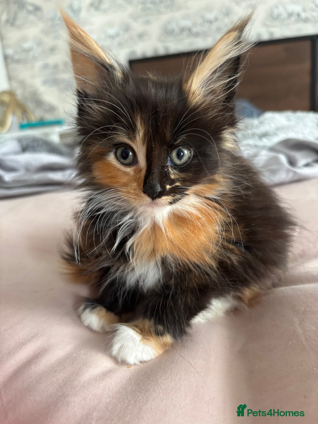Maine Coon cats for sale: Ginger / tri colour pure Maine coon kittens  - Image 13