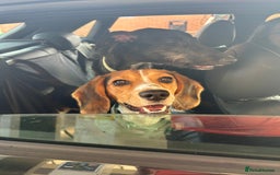 Bocker dogs for sale: 🌸Darla looking for a forever home🌸 - Image 5
