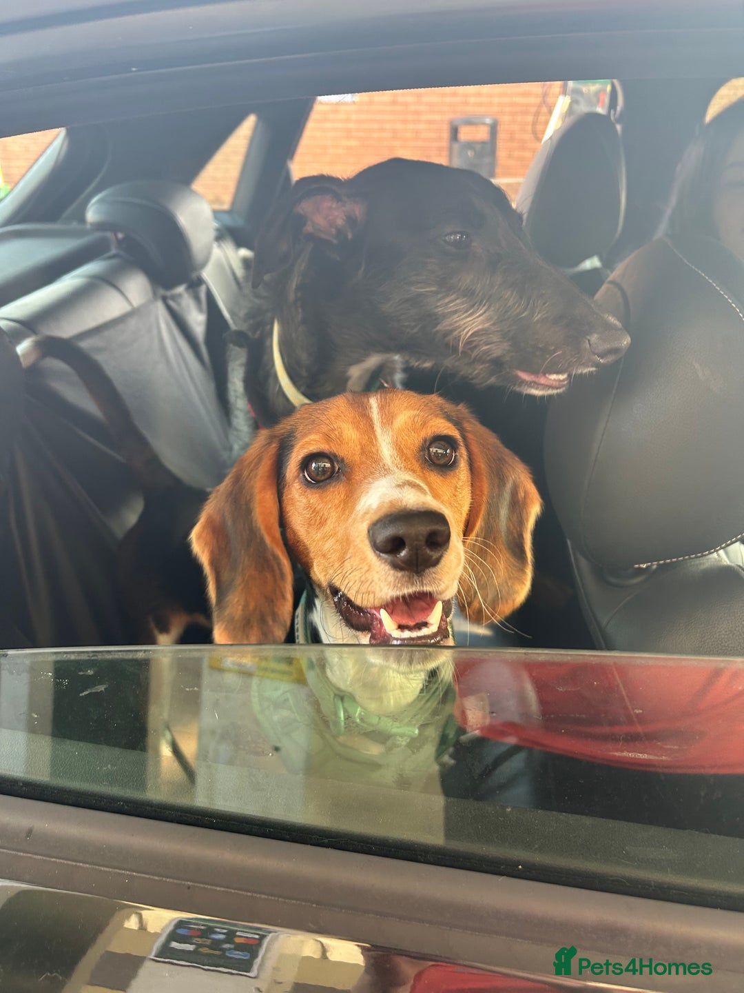 Bocker dogs for sale: 🌸Darla looking for a forever home🌸 - Image 5