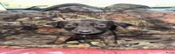 Belgian Shepherd Dog dogs for sale: Belgian malinos pups in Knottingley - Advert 14