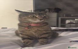 Maine Coon cats for sale: 2 girls and a boy  - Image 6
