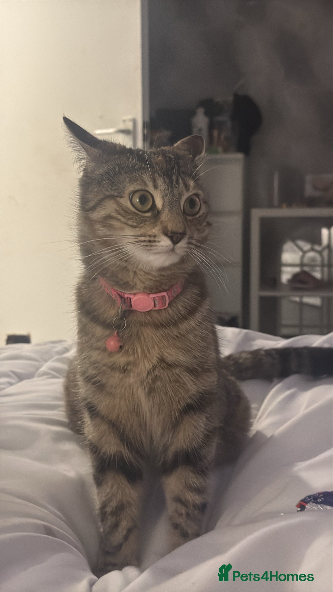 Maine Coon cats for sale: 2 girls and a boy  - Image 6