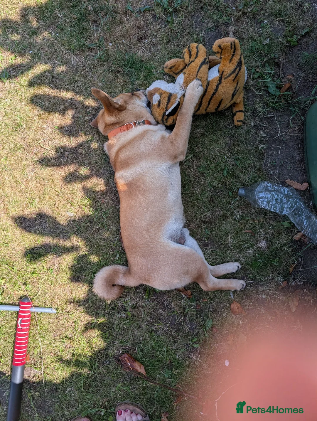 Mixed Breed dogs for sale: New home for buddy - Advert 7