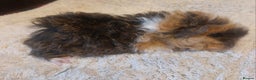 Guinea Pig rodents for sale: Lunkarya texal guineapigs  - Advert 6