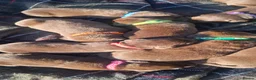 Labrador Retriever dogs for sale: Beautiful Chocolate Labrador puppies in Atherstone - Advert 11
