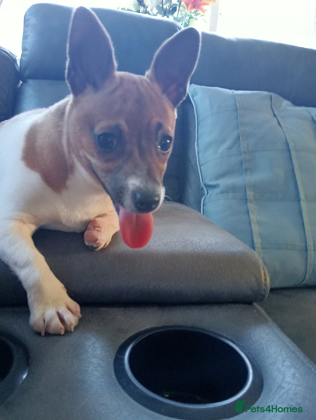 Jack Russell dogs for sale: Jack Russell  - Advert 4