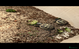 Hermann Tortoise reptiles for sale: Herman tortoise hatchlings  - Image 5