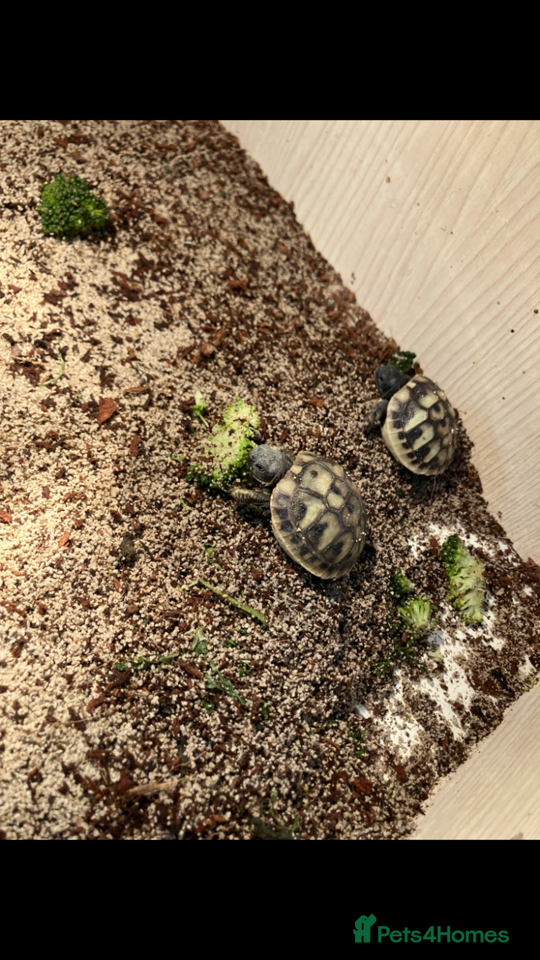 Hermann Tortoise reptiles for sale: Herman tortoise hatchlings  - Image 5