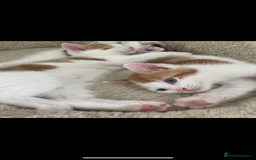 Mixed Breed cats for sale: Beautiful ginger and white kittens - Image 13
