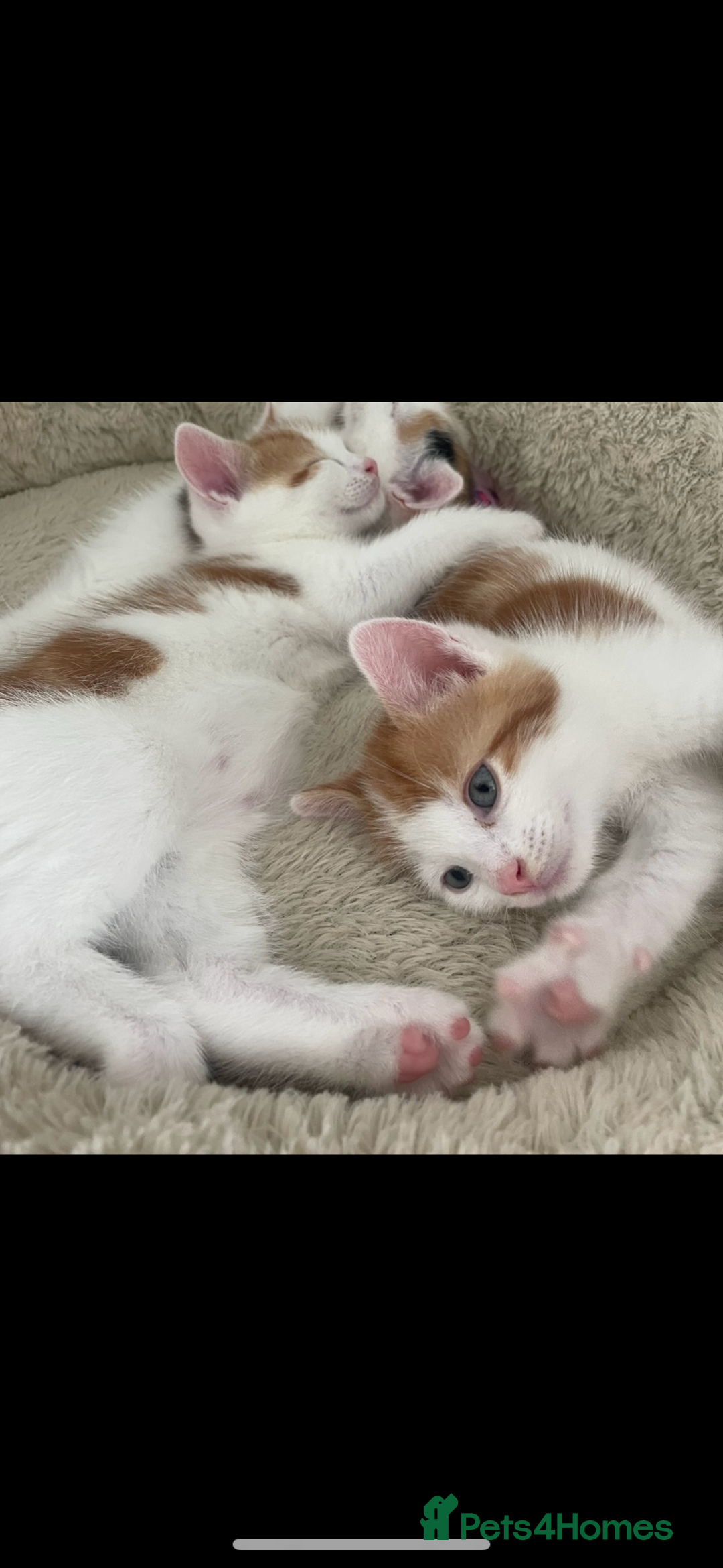Mixed Breed cats for sale: Beautiful ginger and white kittens - Image 13