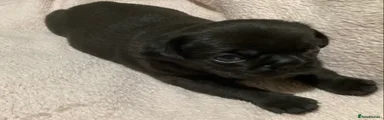Pug Puppy 5