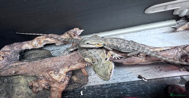 Bearded Dragon reptiles - Advert 1