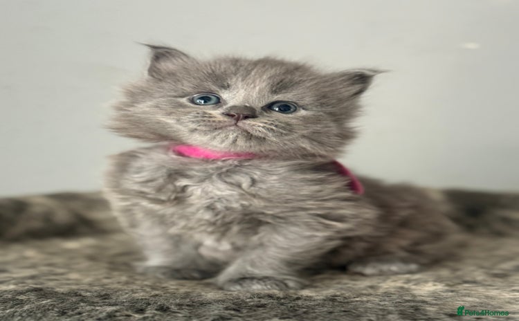 Maine Coon cats - Advert 1