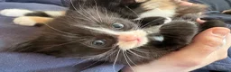 Mixed Breed cats for sale: Male black and white kitten  - Advert 3