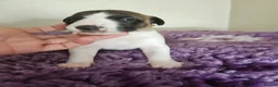 Whippet dogs for sale: Outstanding kc whippet - Advert 3