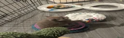 British Shorthair cats for sale: Rare colours pure breed BSH - Advert 17