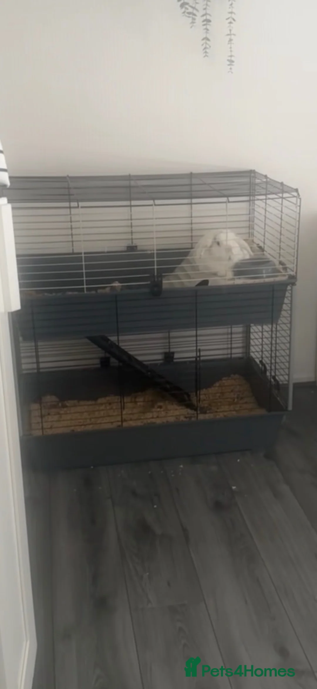 Mixed Breed rabbits for sale: Lop cross male rabbit  in Liverpool - Advert 7