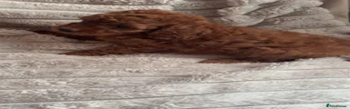 Cockapoo 5