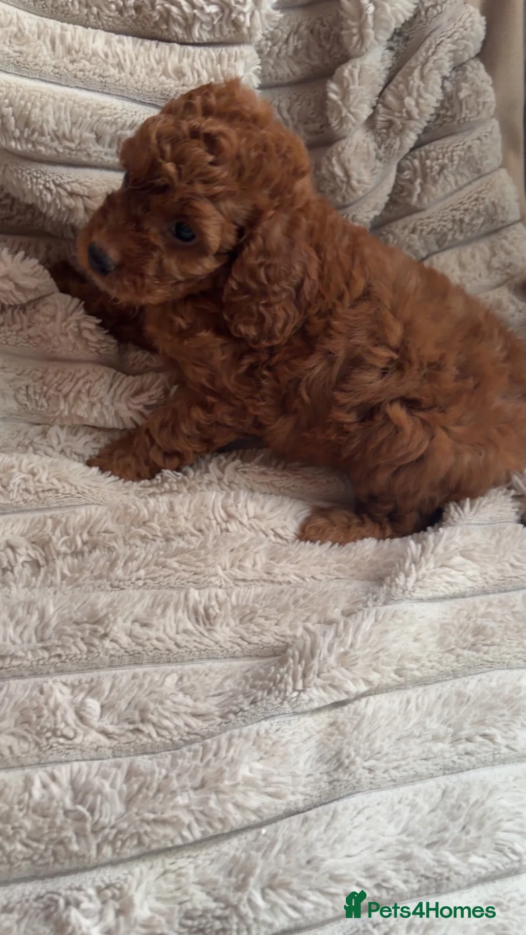 Cockapoo dogs for sale: Beautiful toy size F1b Cockapoo Puppies - Advert 2