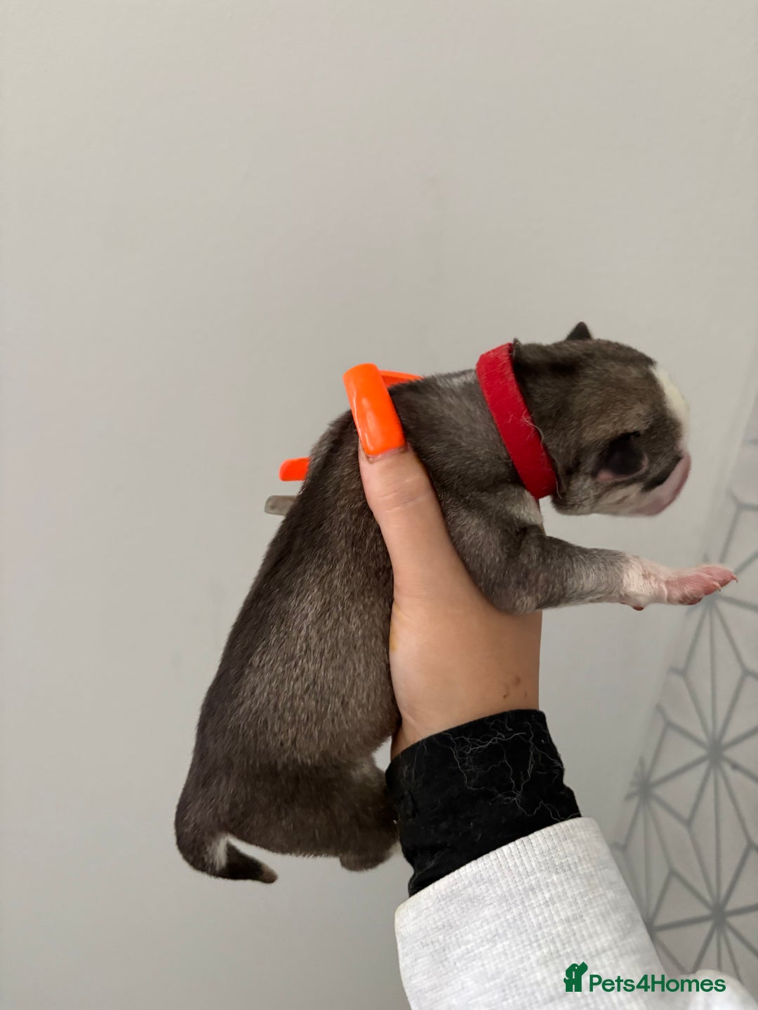Siberian Husky dogs for sale: Husky puppies - Image 16