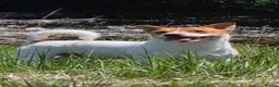 Jack Russell dogs for stud: Jack Russell STUD - Advert 5