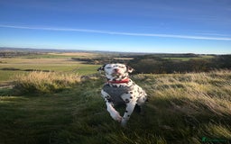 Dalmatian dogs for sale: Male Dalmatian  - Advert 2