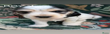 Cocker Spaniel 3