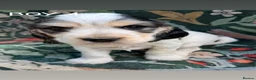 Cocker Spaniel dogs for sale: OUTSTANDING KC SHOW COCKER SPANIELS  - Advert 3