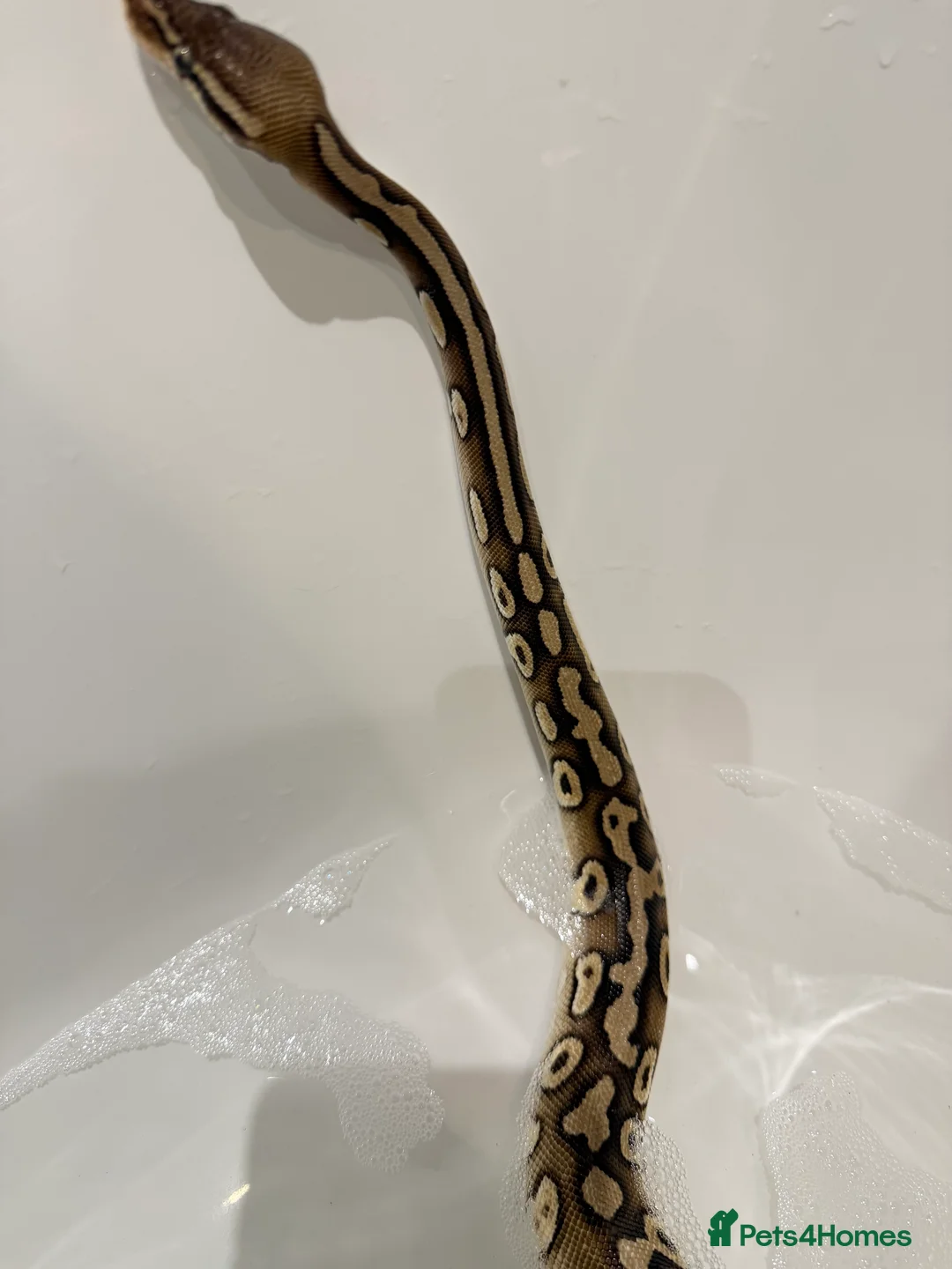 Python Snake reptiles for sale: Two stunning Ball Pythons  - Advert 2