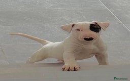 English Bull Terrier dogs for sale: Bull terrier puppies sired by uk champion  - Image 6