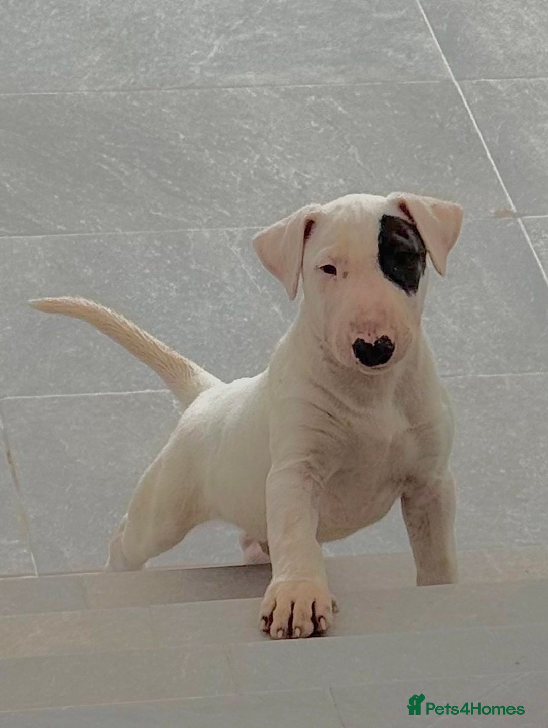 English Bull Terrier dogs for sale: Bull terrier puppies sired by uk champion  - Image 6