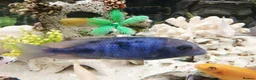 Cichlids fish for sale: African cichlids - Advert 2