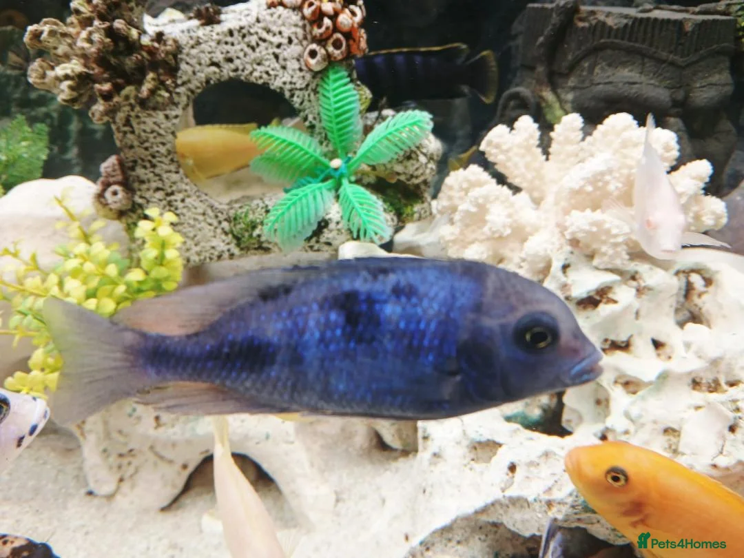 Cichlids fish for sale: African cichlids - Advert 2