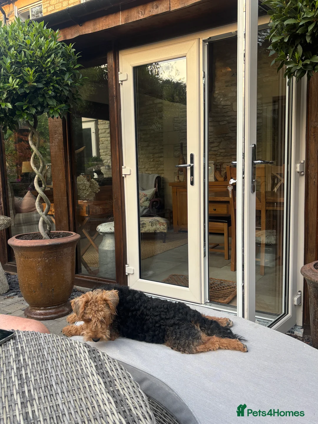 Mixed Breed dogs for sale: Gorgeous male puppies! Welsh Terrier x Jack Russel - Advert 2