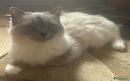 Ragdoll cats for sale: Extremely stunning boys and girls - Image 6
