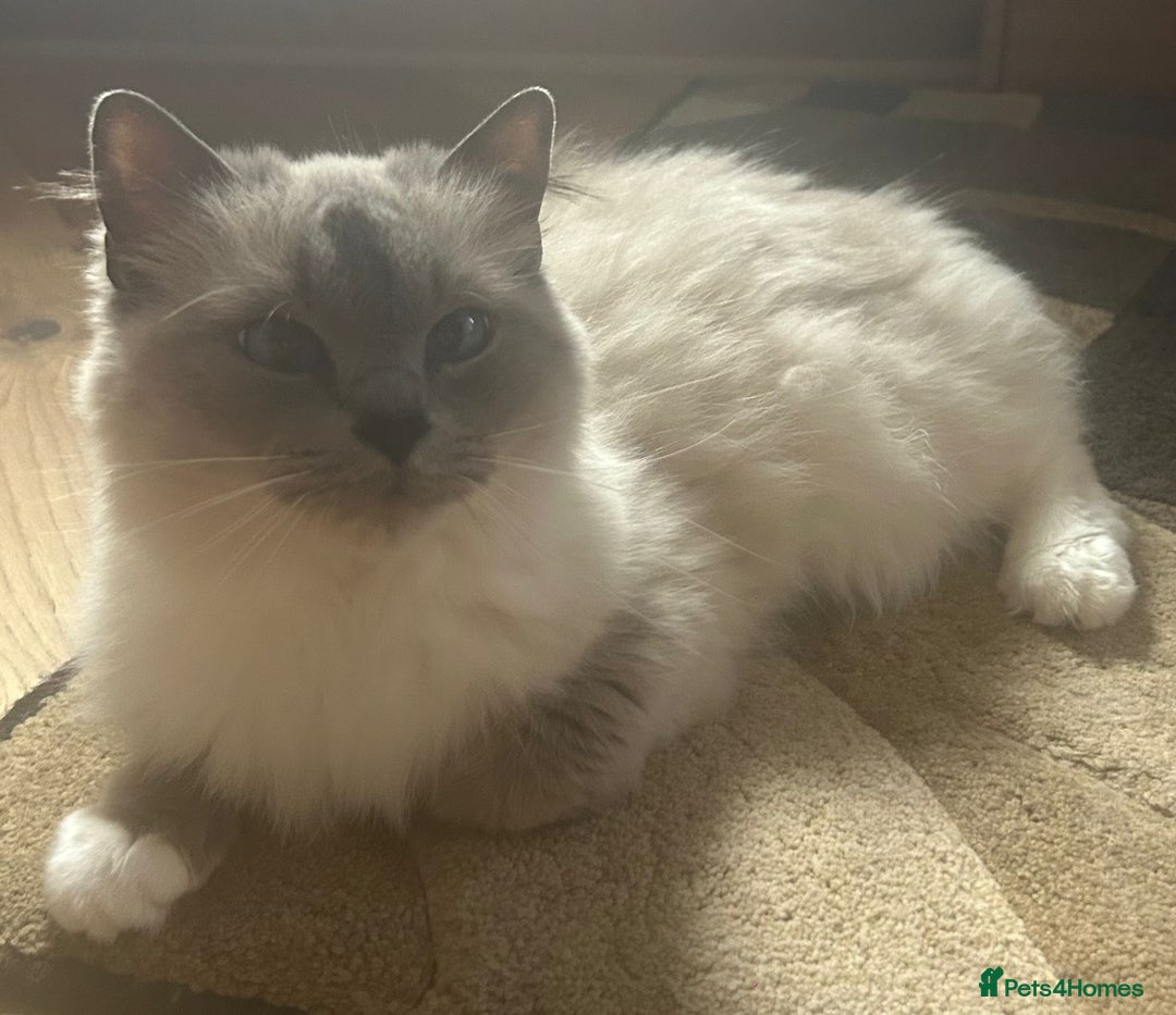 Ragdoll cats for sale: Extremely stunning boys and girls - Image 6