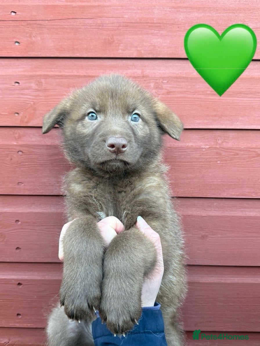 Saarloos Wolfdog dogs Extensively Health Tested Wolfdog Puppies - Advert 1