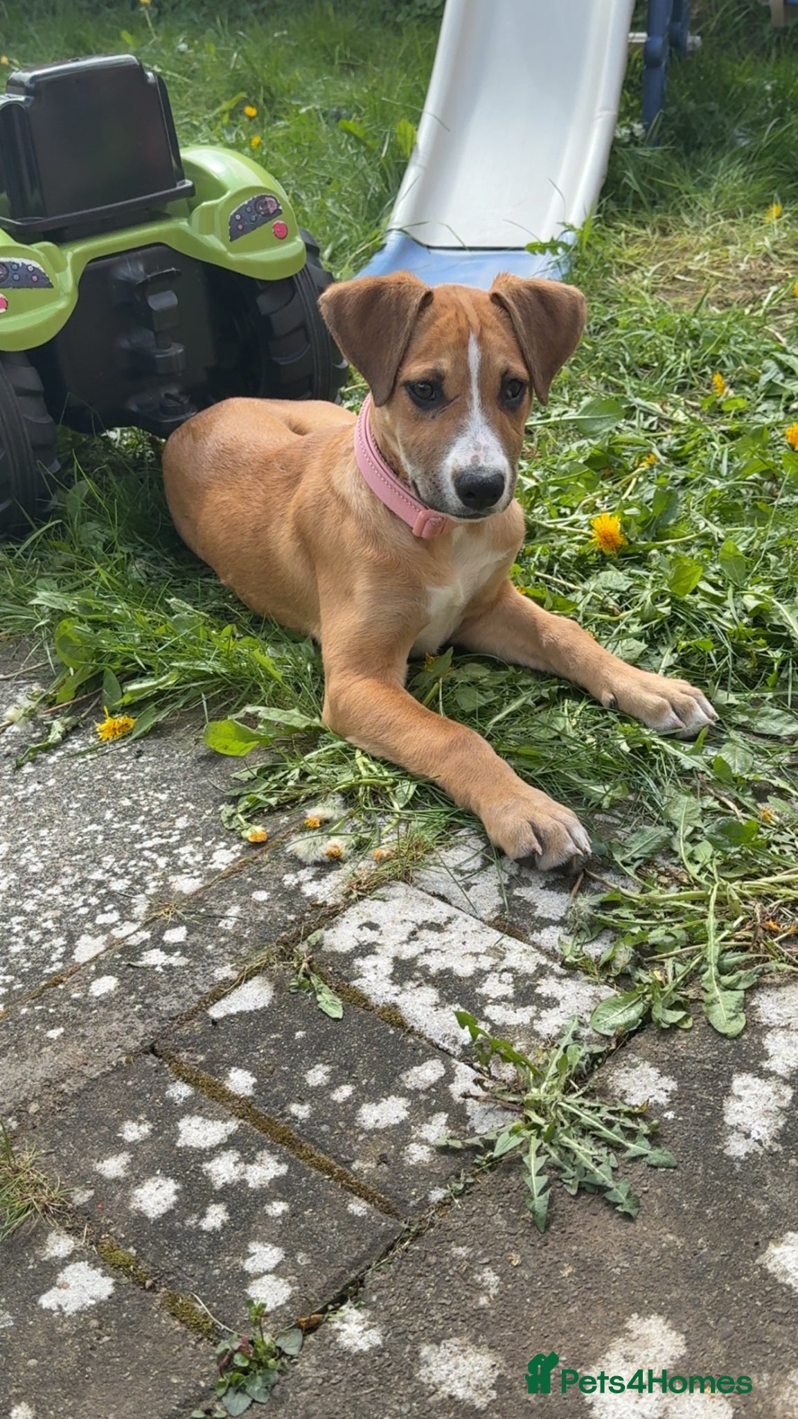 Mixed Breed dogs Honey 16 weeks old  - Advert 2