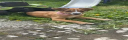 Mixed Breed dogs for sale: Honey 16 weeks old  - Advert 1