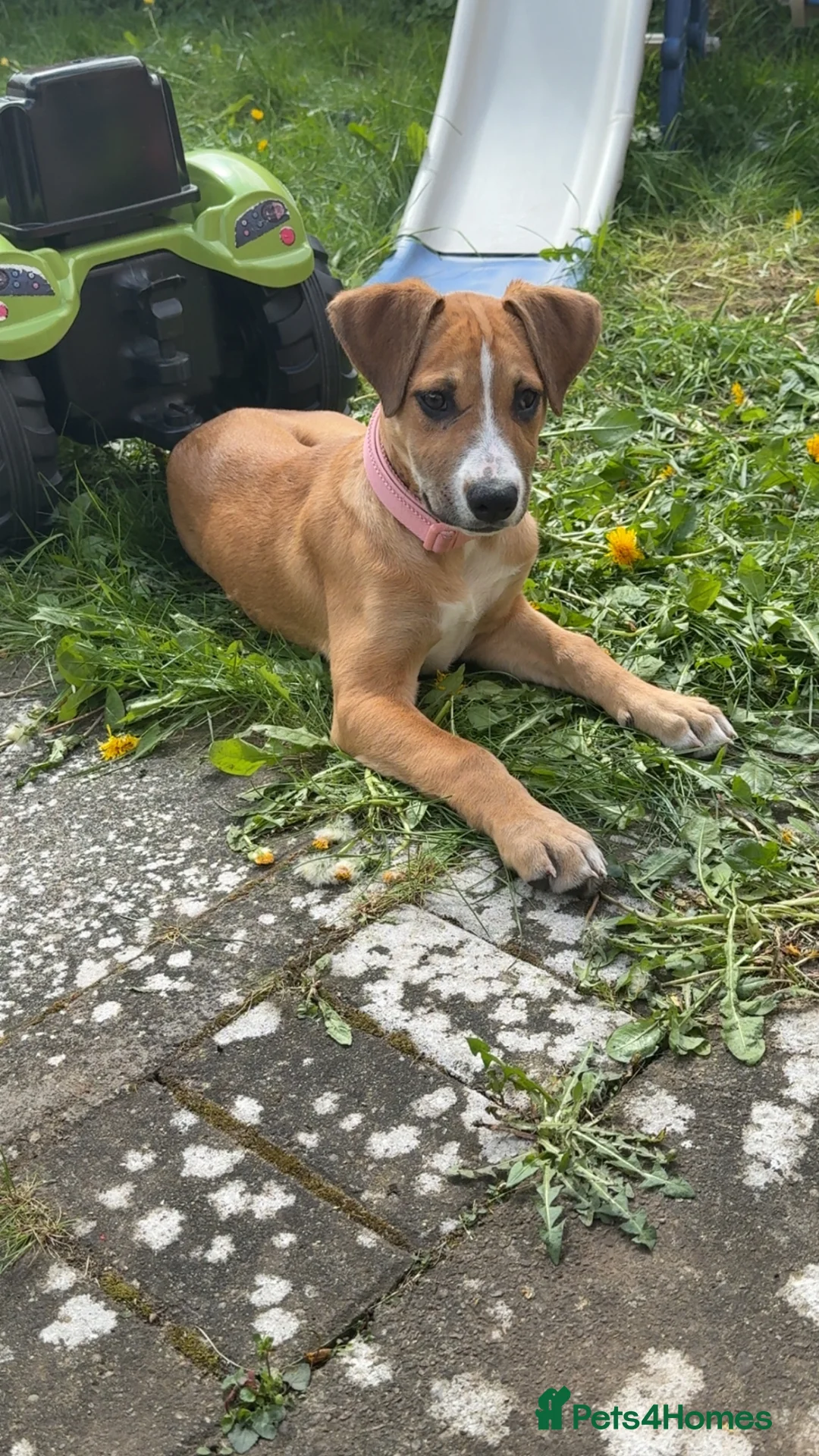 Mixed Breed dogs for sale: Honey 16 weeks old  - Advert 1