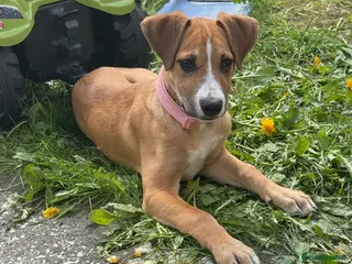 Mixed Breed dogs Honey 16 weeks old - Advert 2