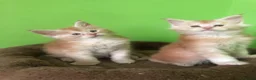 Maine Coon cats for sale: Fife registered, red silver Maine coon kittens  - Advert 10