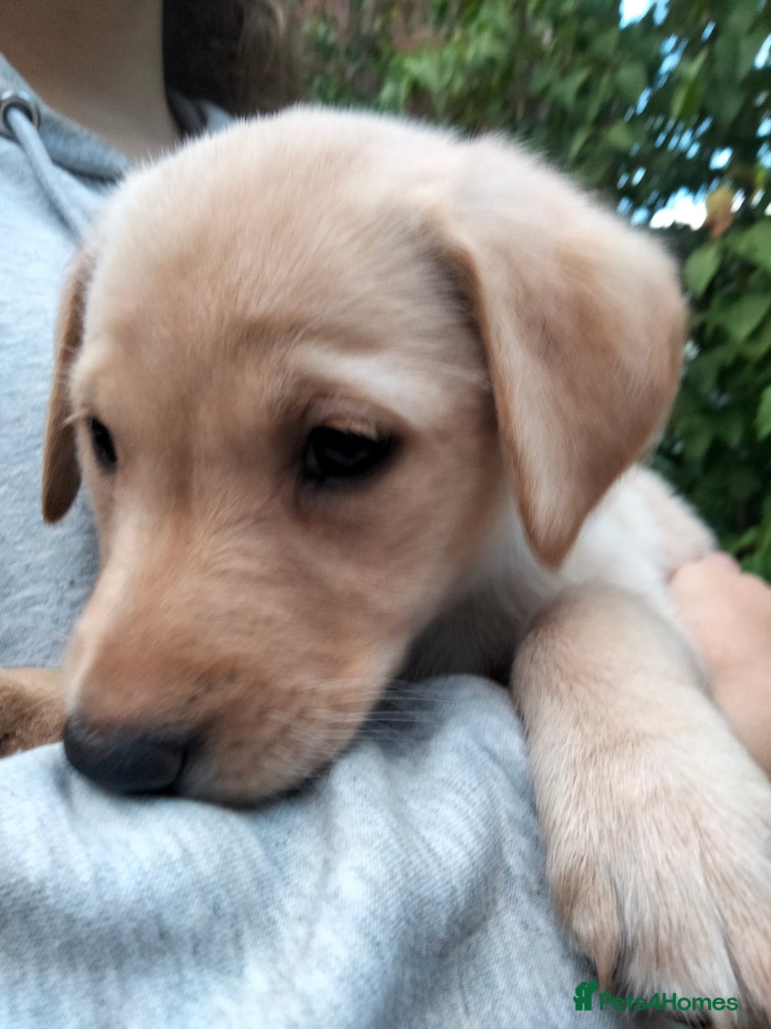 Labrador Retriever dogs for sale: KC Registered Labrador Retriever Puppies in Ross-on-Wye - Image 34