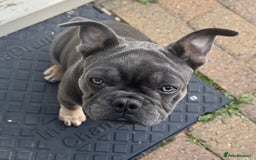 French Bulldog dogs for sale: NOW REDUCED, final 2 KC reg frenchies in Sheffield - Image 7