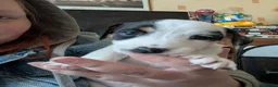 Jack Russell dogs for sale: Stunning jack Russell puppies - Advert 3