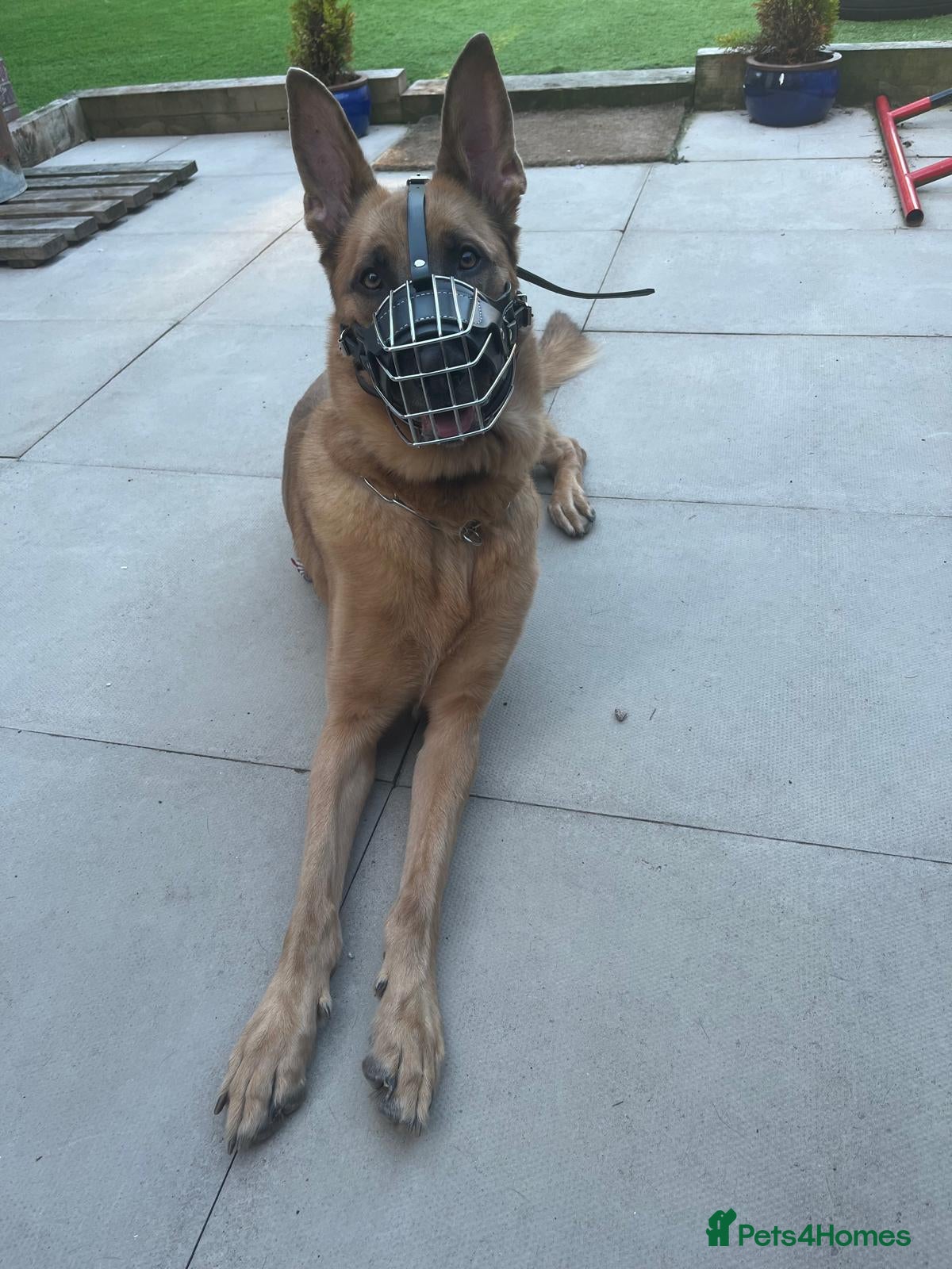 Mixed Breed dogs German shepard / Mali Protection trained - Advert 1