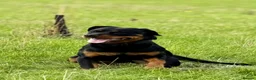 Rottweiler dogs for sale: Athena sweet girl Looking for Loving Home - Advert 7
